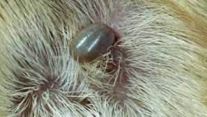 Kako potegniti klopot v psu